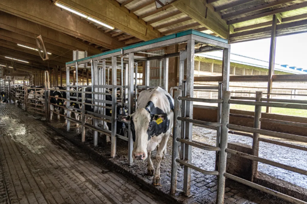 Dairy cattle operation with sorting gates